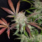 Cream Cookies Auto (Fast Buds) Cannabis-Samen