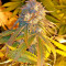 Purple Afghan Kush (Dinafem Seeds) Cannabis-Samen