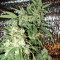 AK-47 regular (Serious Seeds) Cannabis-Samen