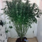 Auto Daiquiri Lime strain