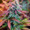 Auto Night Queen (Dutch Passion) Cannabis-Samen