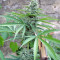 Buddha Deimos Auto (Buddha Seeds) Cannabis-Samen