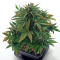 Roadrunner Autoflowering (Dinafem Seeds) Cannabis-Samen