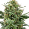 Royal Dwarf Auto (RQS) Cannabis-Samen