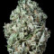 Sour Diesel Autoflowering (Dinafem Seeds) Cannabis-Samen