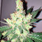 Trainwreck (Humboldt Seeds Organization) Cannabis-Samen