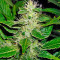 White Russian (Serious Seeds) Cannabis-Samen