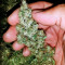 Wild Thailand (World of Seeds) Cannabis-Samen