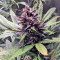Devil Cream Auto (Sweet Seeds) Cannabis-Samen