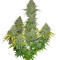 Fast Bud Auto (Sweet Seeds) Cannabis-Samen
