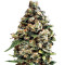 Jack Herer Auto (GHS) Cannabis-Samen