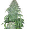 Super Bud (GHS) Cannabis-Samen