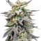 Dieseltonic (Resin Seeds) Cannabis-Samen