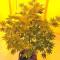 Colombian Gold (World of Seeds)