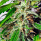 Sweet Tai (Sweet Seeds) Cannabis-Samen