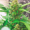Amnesia XXL Autoflowering (Dinafem Seeds) Cannabis-Samen
