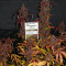 Auto Blackberry Kush feminisierte Samen