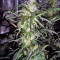 Auto Kryptonite (Pyramid Seeds) Cannabis-Samen