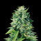 Crystal Queen (Vision Seeds) Cannabis-Samen