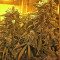 Raspberry Diesel (Humboldt Seeds Organization) Cannabis-Samen