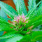 Serious 6 regular (Serious Seeds) Cannabis-Samen
