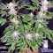 S.A.D. Sweet Afgani Delicious S1 (Sweet Seeds) Cannabis-Samen
