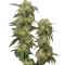 Pamir Gold (Dutch Passion) Cannabis-Samen