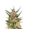 Passion #1 regular (Dutch Passion) Cannabis-Samen