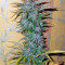 Auto White Widow (Dutch Passion) Cannabis-Samen