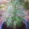 Cheese (Vision Seeds) Cannabis-Samen