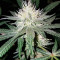 Critical Impact (Vision Seeds) Cannabis-Samen