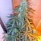 Damnesia Autoflowering (Strain Hunters) Cannabis-Samen