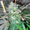 Kush'N'Cheese (Dinafem Seeds) Cannabis-Samen
