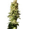 Mataro Blue (Kannabia Seeds) Cannabis-Samen