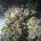 O.G. Kush (RQS) Cannabis-Samen