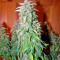 Satori regular (Mandala Seeds) Cannabis-Samen