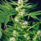 White Russian (Serious Seeds) Cannabis-Samen