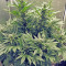 White Widow (RQS) Cannabis-Samen