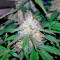 Fast Bud #2 Auto (Sweet Seeds) Cannabis-Samen