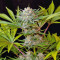 Jack 47 F1 Fast Version (Sweet Seeds) Cannabis-Samen