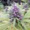 Shaman regular (Dutch Passion) Cannabis-Samen