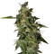 Afgooey (Strain Hunters) Cannabis-Samen