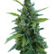 Automaria II (Paradise Seeds) Cannabis-Samen