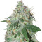Spiritual Punk (Samsara Seeds) Cannabis-Samen