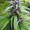 Easy Sativa (Female Seeds) Cannabis-Samen