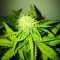Z Auto (Fast Buds) Cannabis-Samen