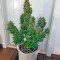 Super Bud (GHS) Cannabis-Samen