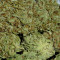 C99 (Female Seeds) Cannabis-Samen