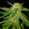 Critical Sensi Star (Delicious Seeds) Cannabis-Samen