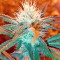 Chemdawg (Humboldt Seeds Organization) Cannabis-Samen